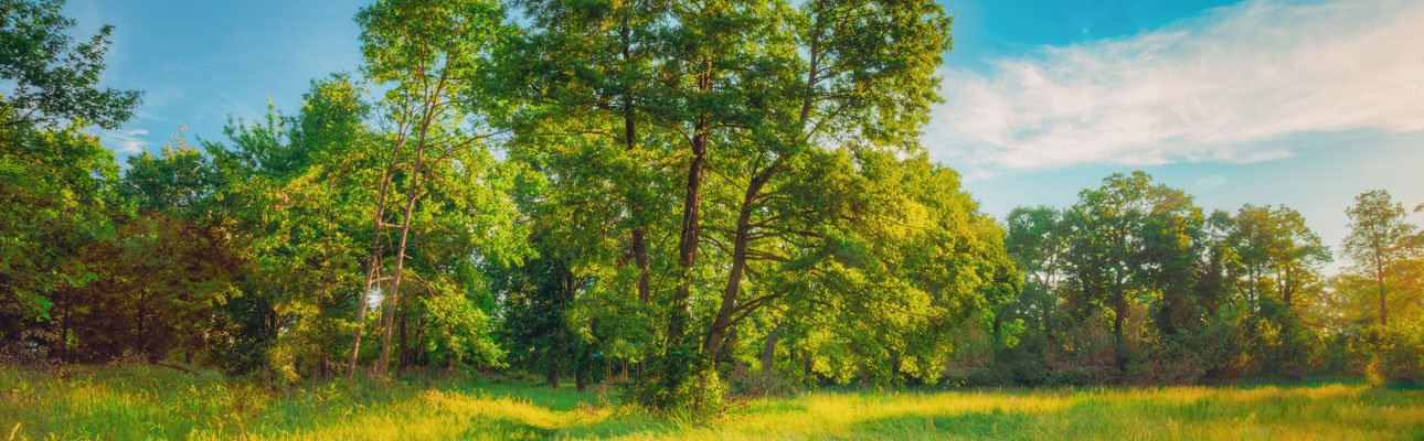 Malerische Waldlandschaft